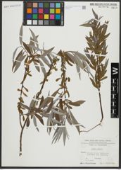 Foto von Salix alba L.